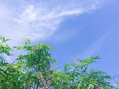 -嘉定紫藤园