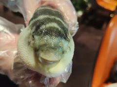 -肆月河豚·淮扬菜·湘菜(华天店)