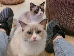 -momokira米努特·德文卷毛猫·棉花面纱犬