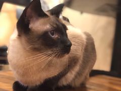 -猫友咖啡店(玉林西路店)