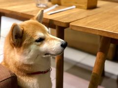 -柴务处·柴犬主题狗咖