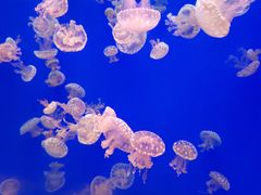 -江和美海洋公园