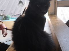-猫小院猫主题咖啡厅(北锣店)