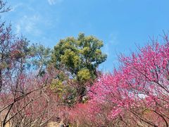-无锡梅园公园