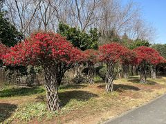 -国际非物质文化遗产博览园