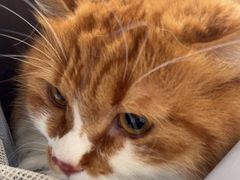 -伟伟宠物医院·瑞派猫友好医院·猫科(光谷店)