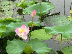 -荷塘月色湿地公园·向阳花洲
