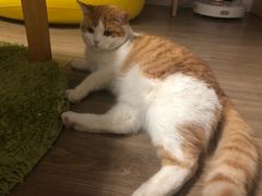 -达爱动物医院·犬猫分区·CT·复杂眼科(远洋山水分院)