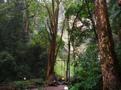 -莫里热带雨林景区
