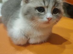 -欣宠猫屋·矮脚拿破仑·蓝金金渐层