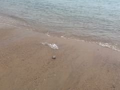 -白城沙滩