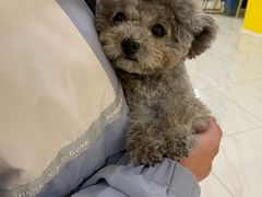 -宠爱多约克夏马尔济斯泰迪小型犬专卖