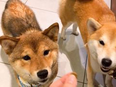 -柴务处·柴犬主题狗咖