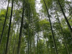 -大奇山国家森林公园