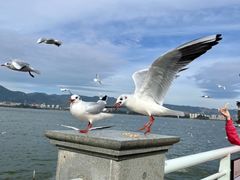-海埂大坝
