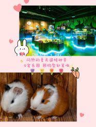 -七巧国萌宠乐园(龙湖天街店)