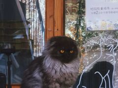 -喵屿·大理花园猫咖