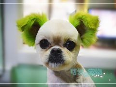 混血狗狗-可爱是宠物(容辰庄园店)