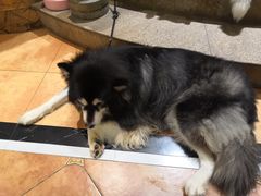 -more than meow吴止猫主题餐厅(承德 中船汇店)