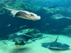 -西海国立公园九十九岛水族馆