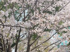 -西北湖绿化广场