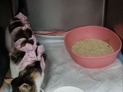 -纳吉亚猫专科动物诊疗中心(蒋宅口分院)