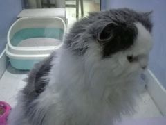 -喵的天空名猫咖啡馆·撸猫·猫舍·用品