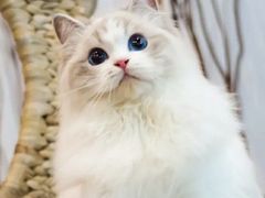 -瞄一喵猫咖(格力海岸店)