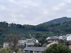 -龙井村