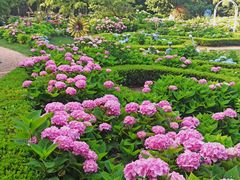 -上海共青森林公园