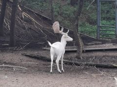 -沈阳森林动物园