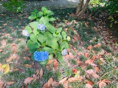 -陈家山荷花公园