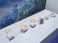 -贝壳王国博物馆