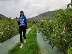 -亚龙湾国际玫瑰谷