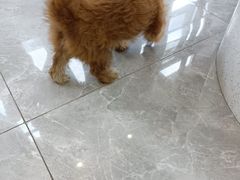 -半岛宠物医院24小时(西派城店)
