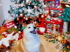 -佐罗家宠物馆·猫文化馆(紫霞路店)