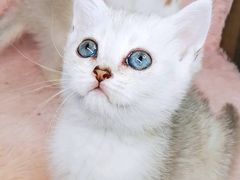 -十年猫舍·猫咪专门店(普陀店)