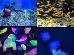 -太平洋海底世界