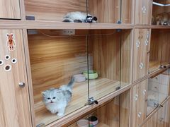 -猫十亿·布偶金渐层·曼基康矮脚猫舍(青年路店)