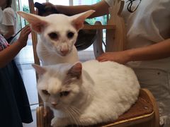 -飞行喵MR PILOT|猫舍·猫咖(静安大融城店)