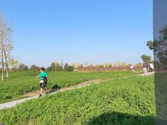 -汉长安城未央宫国家考古遗址公园