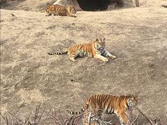 -沈阳森林动物园