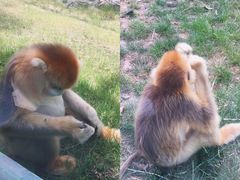 -西安秦岭野生动物园