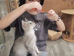 -楼上猫咖(罗湖店)