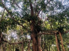 -中国科学院西双版纳热带植物园