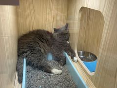 -屋虎猫馆(宝安大仟里店)
