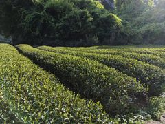 -武夷山风景名胜区-虎啸岩