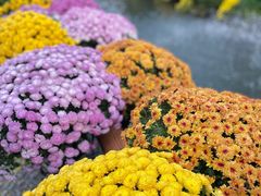 -杭州植物园