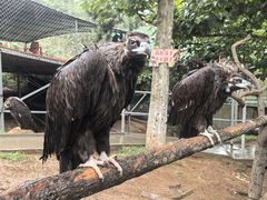 -西霞口神雕山野生动物世界