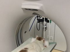 -爱侣宠医·鹦鹉专科·小型哺乳类·异宠专科(灵石路店)